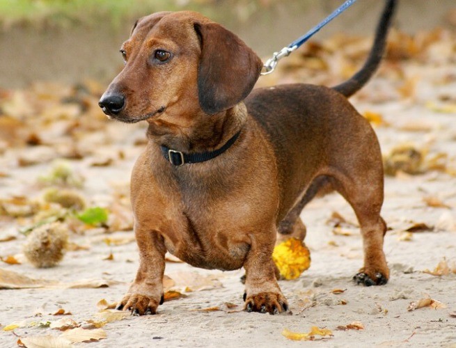 Dahshund