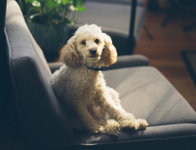 Caniche