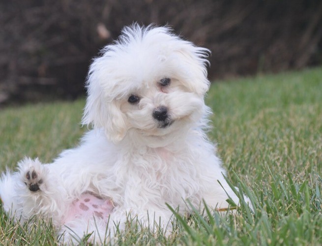 Bichon