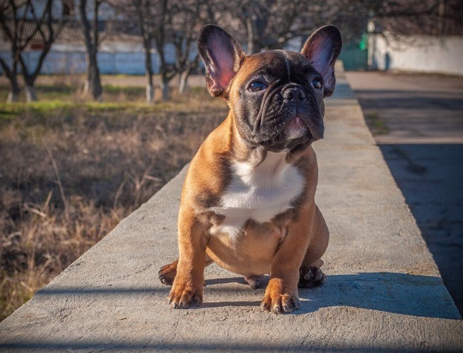 Bulldog Francés