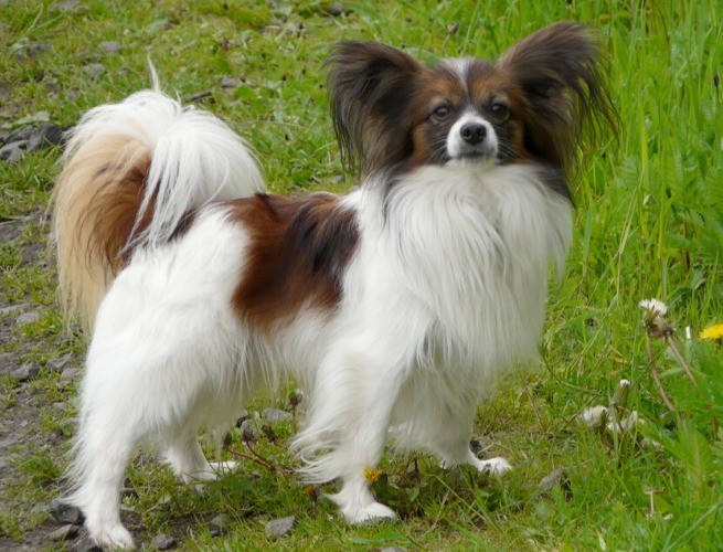 Papillon