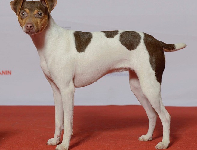 Fox Paulistinha