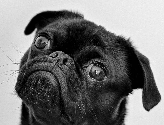 Pug