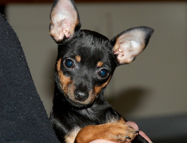 Pinsher