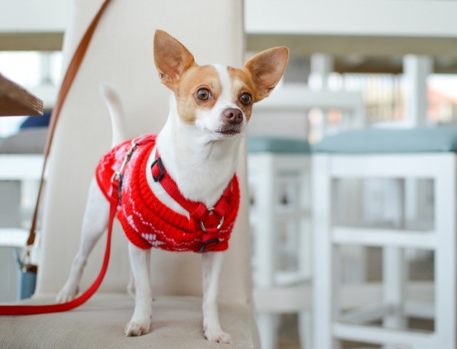 Chihuahua