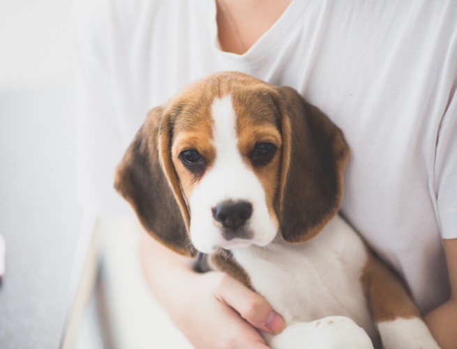 Beagle