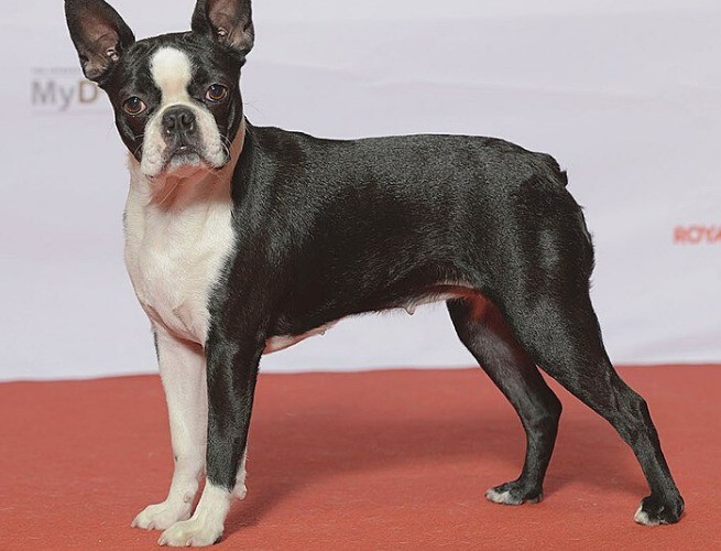 Boston Terrier
